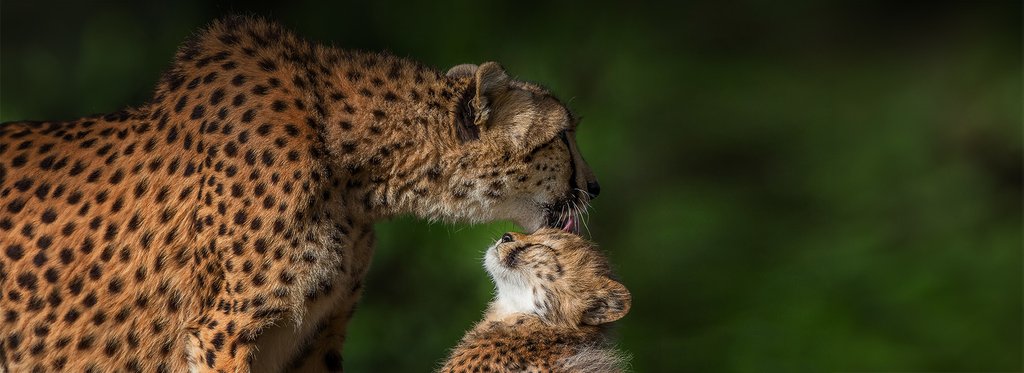 Постер сериала Символы дикой природы