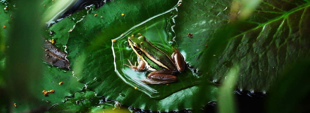 Постер сериала Дикий Таиланд. Игра в охотника