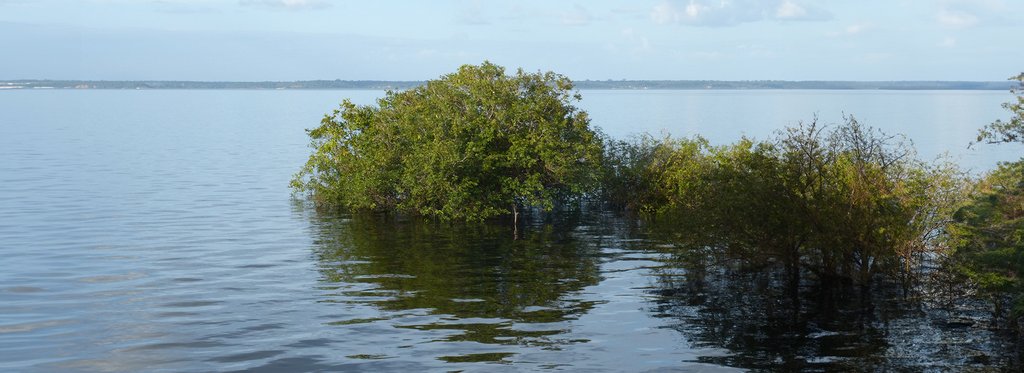 Постер фильма Затонувший лес