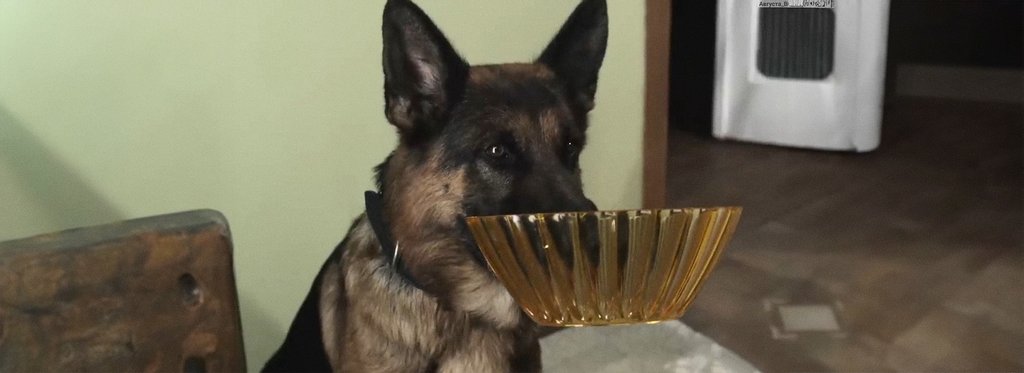 Постер фильма Это моя собака