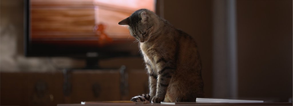 Постер фильма Кошки-мышки