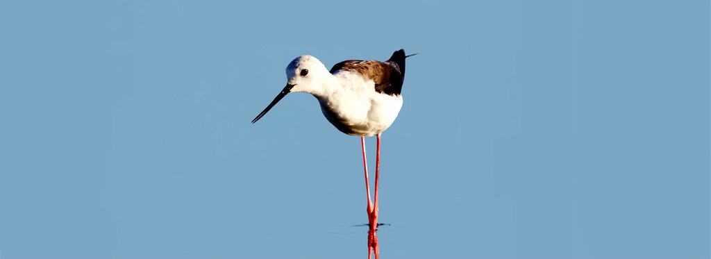 Постер фильма Большой птичий транзит. Туровский луг