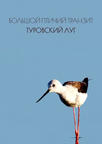 Фильм Большой птичий транзит. Туровский луг 2019