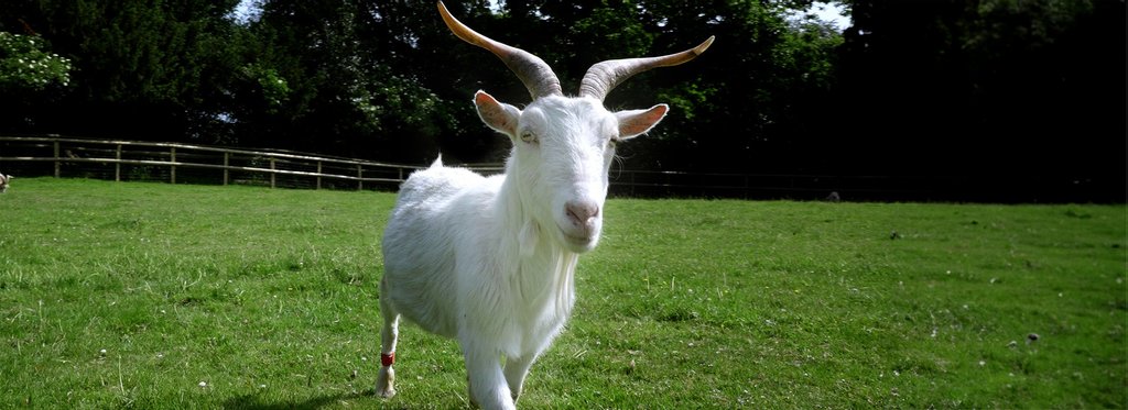 Постер фильма Умна как коза