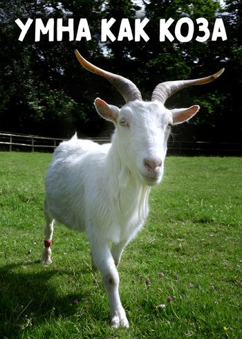 Фильм Умна как коза 2019