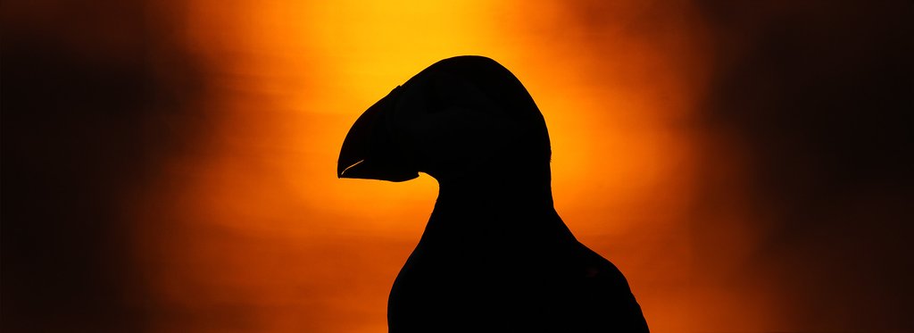 Постер фильма Шотландия: В поисках первозданного