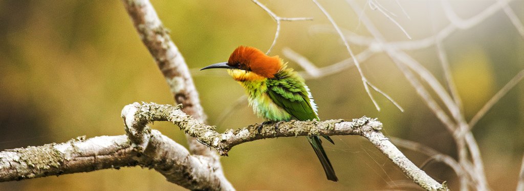 Постер фильма Другой Непал: заповедник Шуклафанта