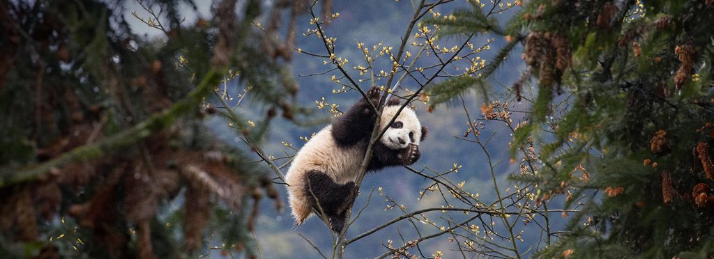 Постер фильма Панда. Путь домой