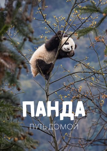 Фильм Панда. Путь домой 2017