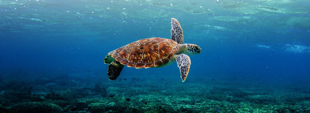 Постер фильма Большой Барьерный риф