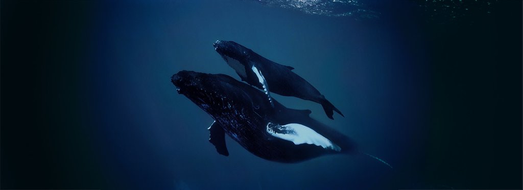 Постер сериала На морском дне