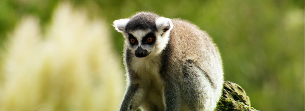 Постер фильма Мадагаскар: остров лемуров