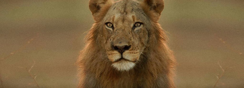 Постер фильма Зебры: звезды в полосочку