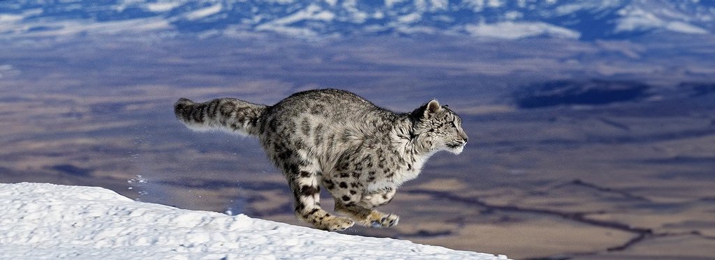 Постер сериала Быстрые атаки в дикой природе