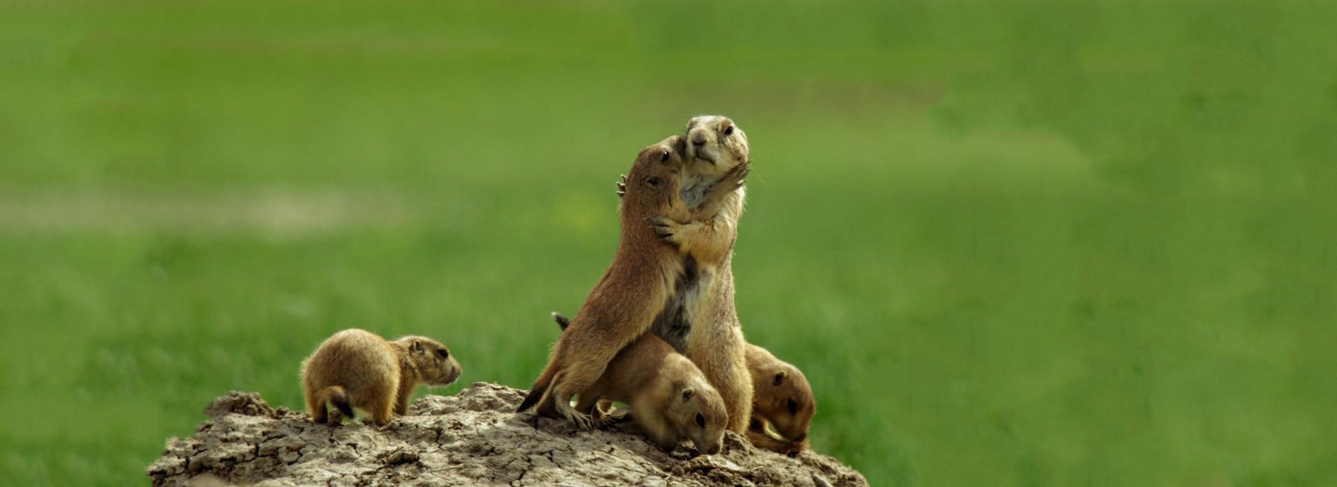 Movie poster The Wild West: A Prairie Dog's Life