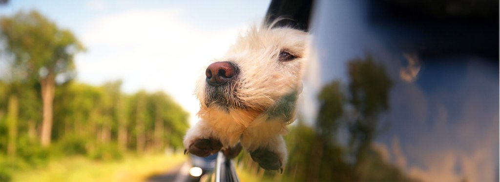 Постер фильма Удивительные приключения пса Габена