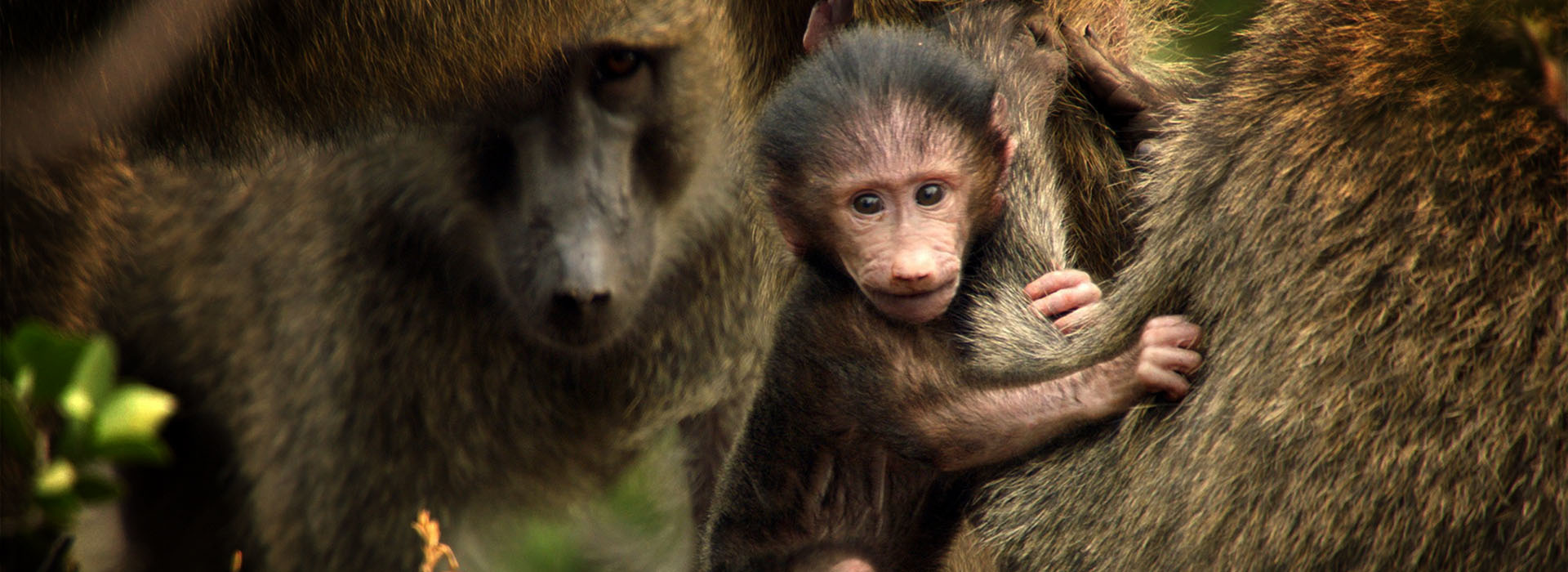 Movie poster Baboons — A Really Wild Family