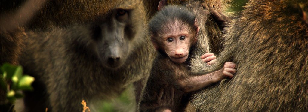 Movie poster Baboons — A Really Wild Family