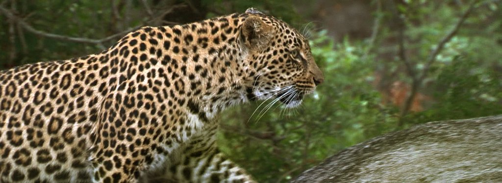 Постер фильма Настоящие хозяева Саванны