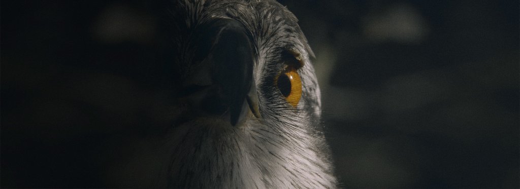 Постер фильма Энциклопедия хищников 