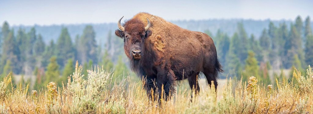 Movie poster Bison. Knight of the ancient forest