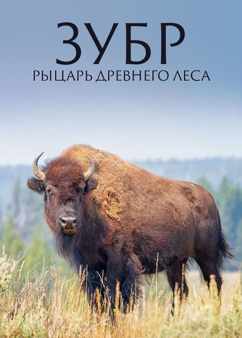 Фильм Зубр. Рыцарь древнего леса 2020