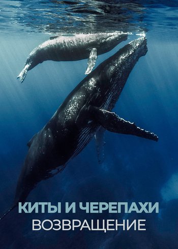 Фильм Киты и черепахи. Возвращение 2020