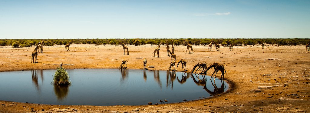 Movie poster Etosha, The Great White Pan