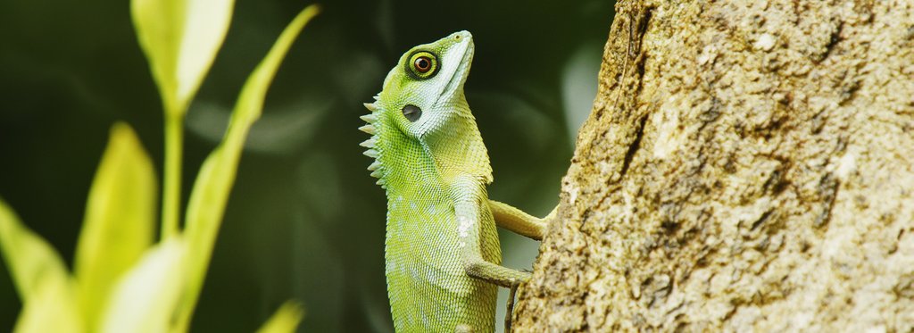 Постер сериала Дикая природа Сингапура