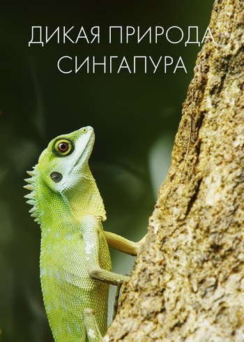 Сериал Дикая природа Сингапура null