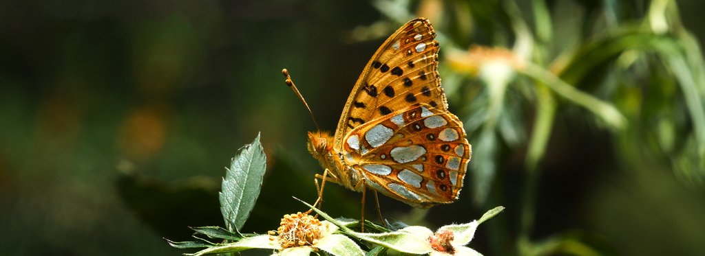 Movie poster Butterflies