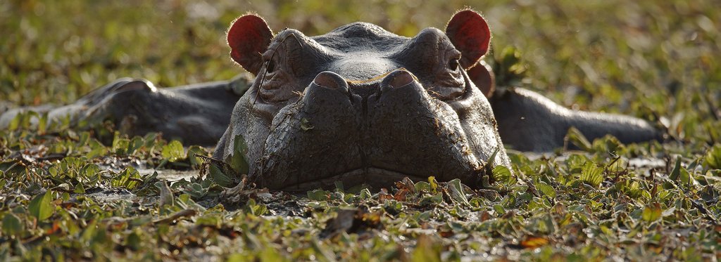 Постер фильма Остров бегемотов