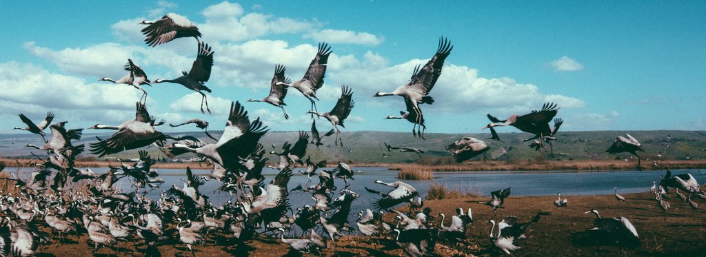 Постер фильма Журавль: дорога домой