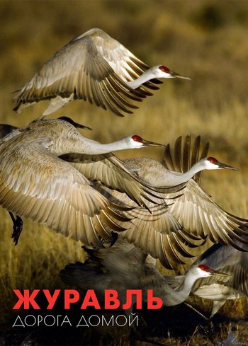 Фильм Журавль: дорога домой 2022