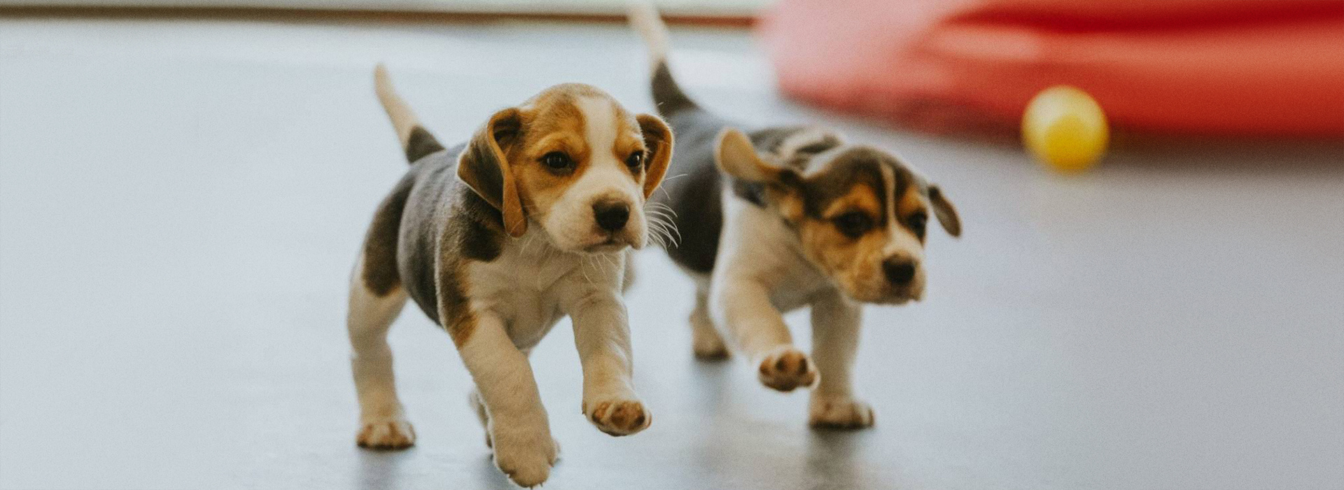 Series poster Dog Squad — Puppy School