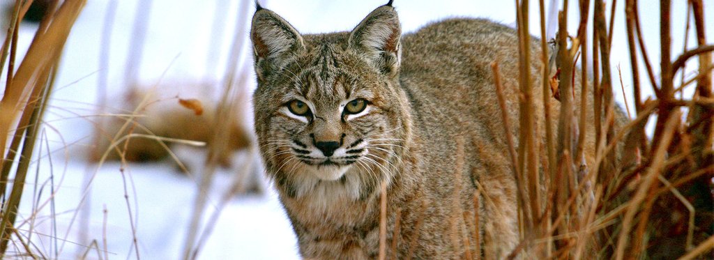 Постер сериала Рожденные в Скалистых горах