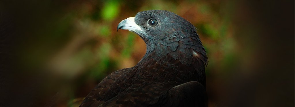 Постер сериала Тайны природы