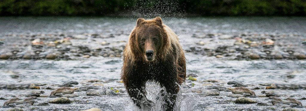 Movie poster Facing Grizzlies