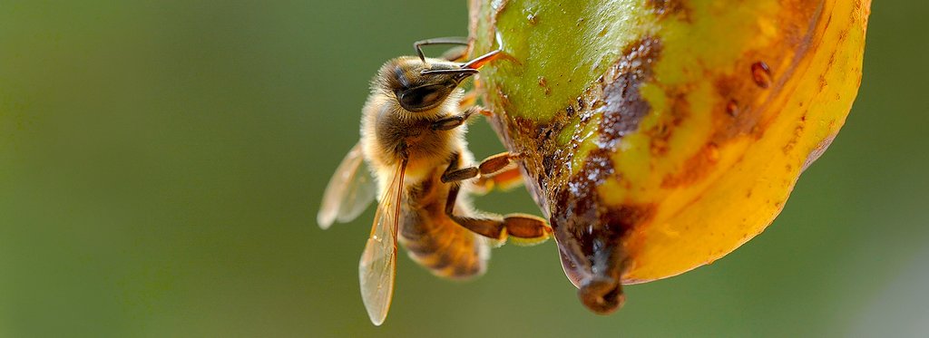 Постер фильма Пчелы. Невидимый механизм