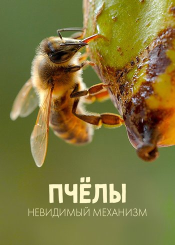 Movie Bees. The Invisible Mechanism 2022