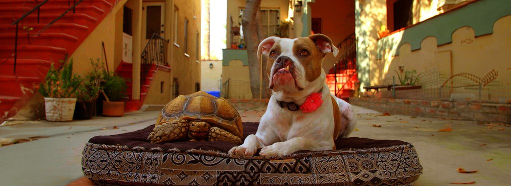 Постер сериала Лучшие друзья собак