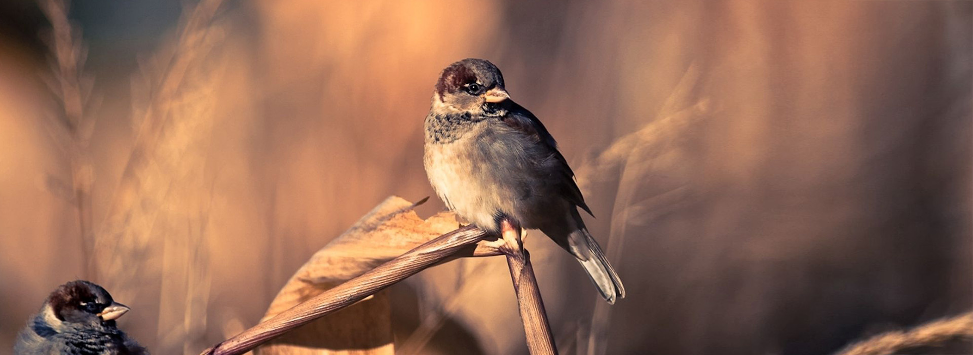 Movie poster Sparrows in focus