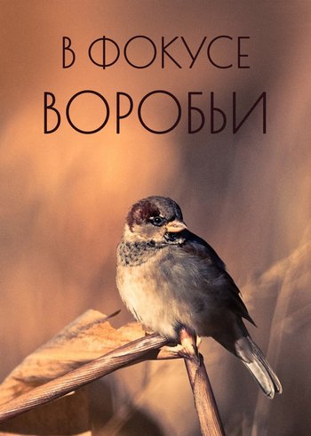 Фильм В фокусе воробьи 2023