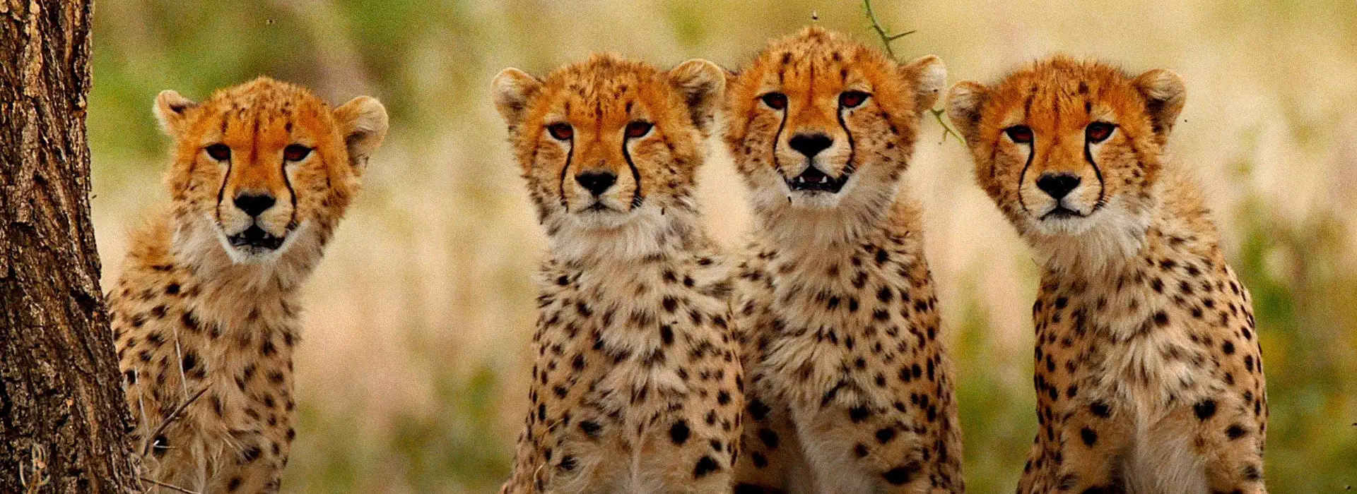 Movie poster Big Cats of the Serengeti