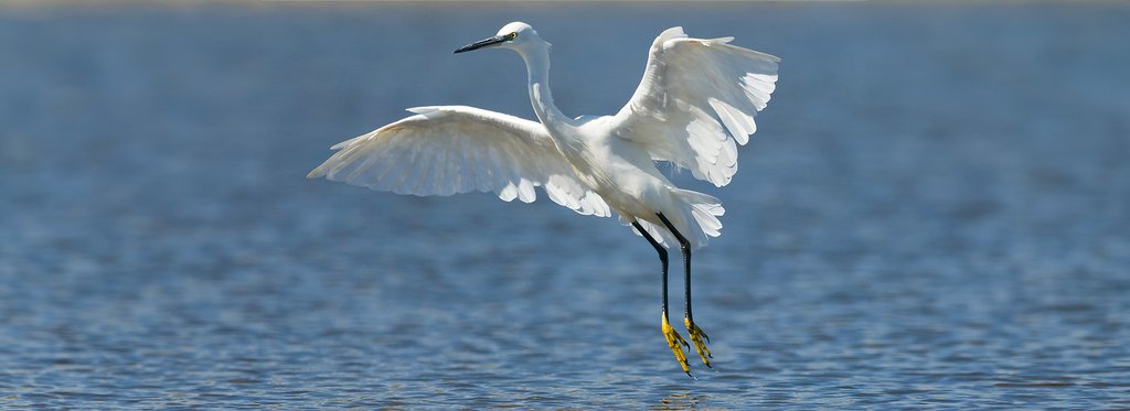 Постер фильма Зимние птицы