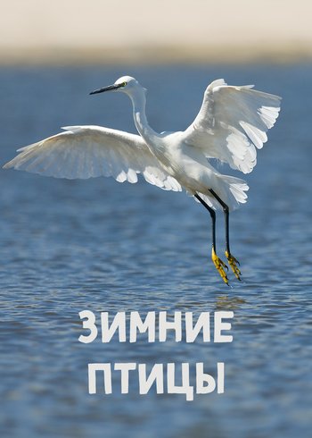 Фильм Зимние птицы 2019