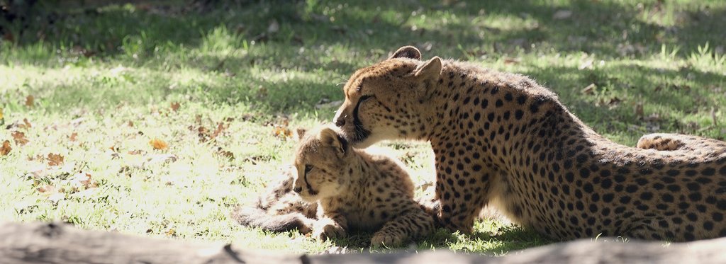 Постер сериала Детский сад для зверят