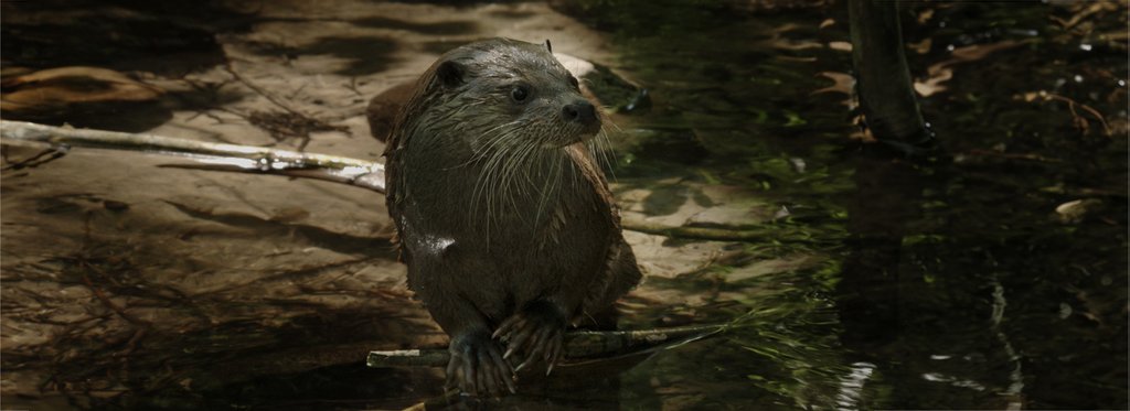 Постер фильма Зеленый пояс Европы