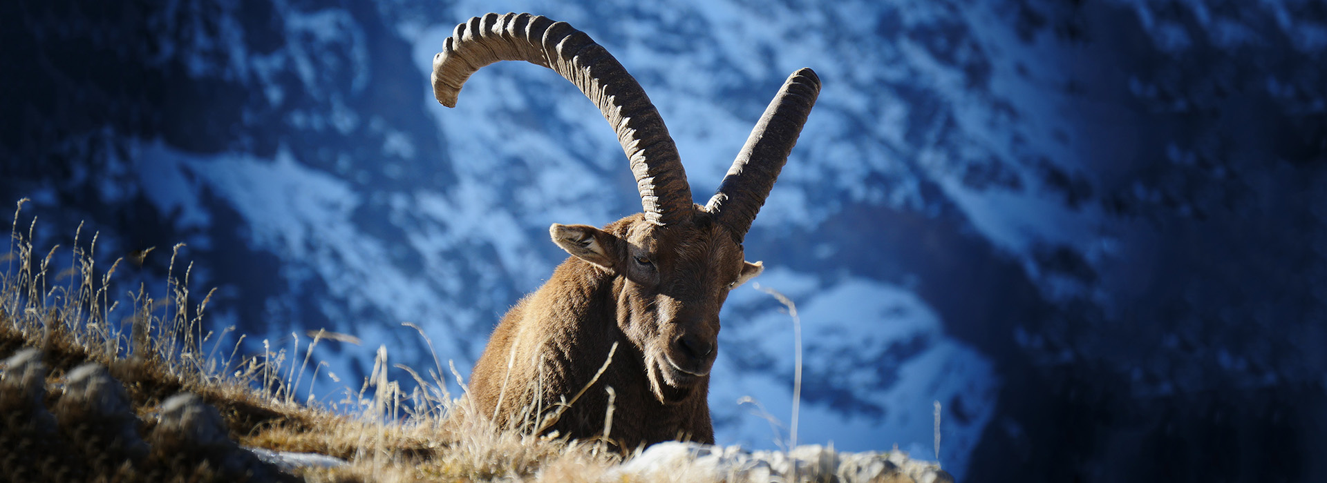 Movie poster Ibex, icon of the Alps