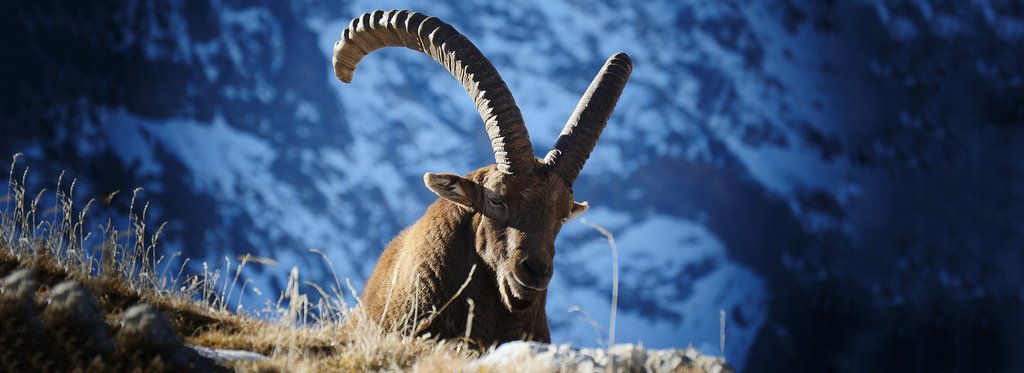 Movie poster Ibex, icon of the Alps